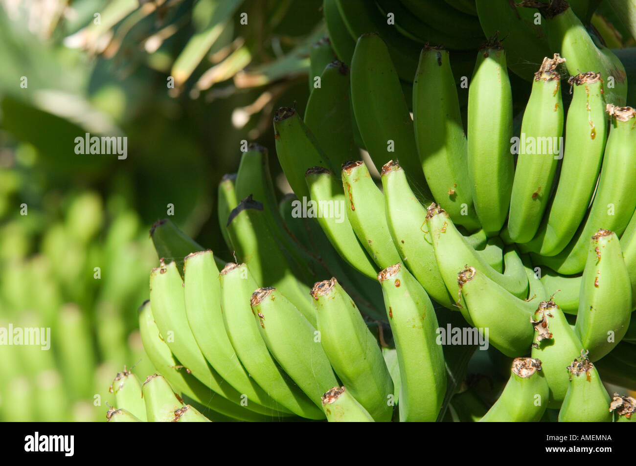 Piante di Banana genere Musa in piantagione. Mazzetto o mano di banane pronto per il raccolto. La Gomera, isole Canarie Foto Stock