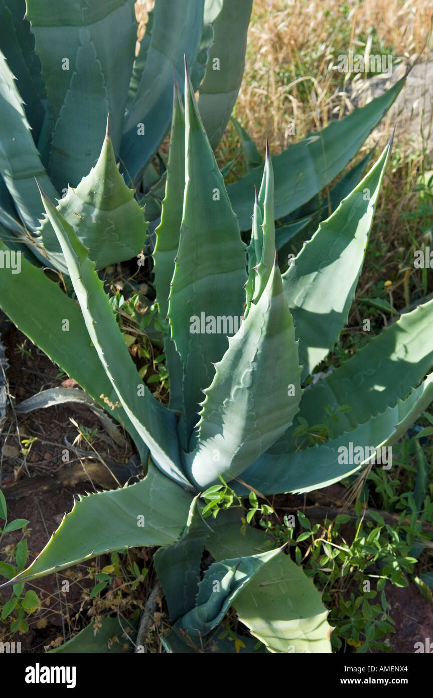 Pianta di agave sulle pendici di Roque de Imada nord della a Alajero nell'arida zona a sud di La Gomera, isole Canarie Foto Stock