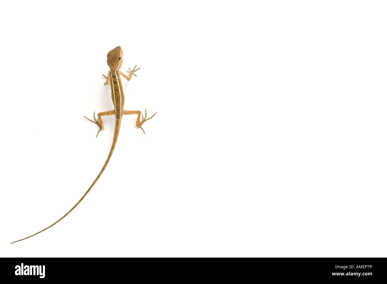Tiny lizard su bianco Foto Stock