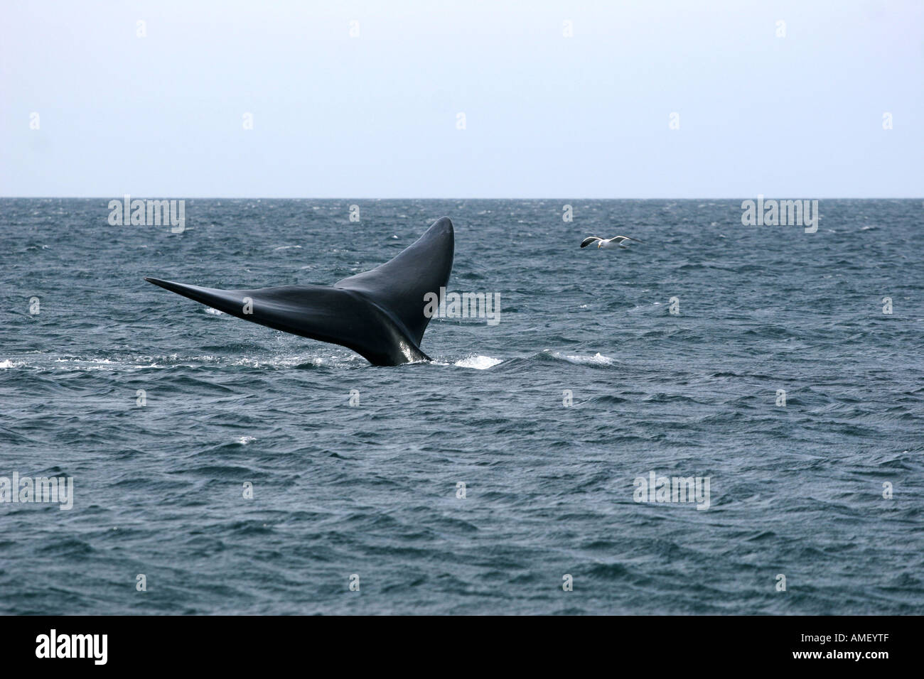 Balena australe (Eubalaena australis) coda in Playa El Doradillo nella Peninsula de Valdez, Chubut, Patagonia, Argentina, seguita da Foto Stock