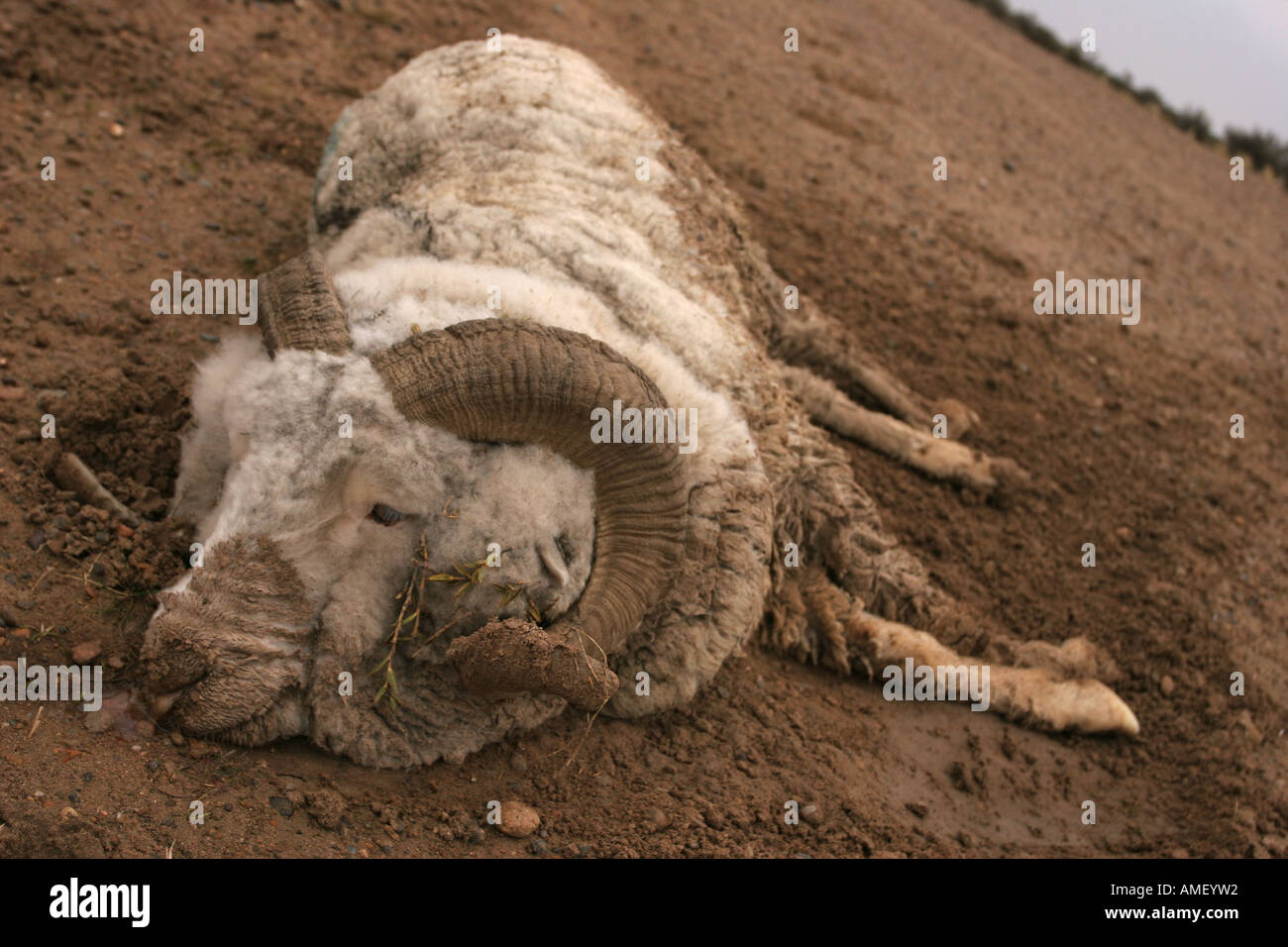 Morto pecore abbandonate su un lato di una strada. Buona per la protezione animale campagne. In orizzontale. Foto Stock