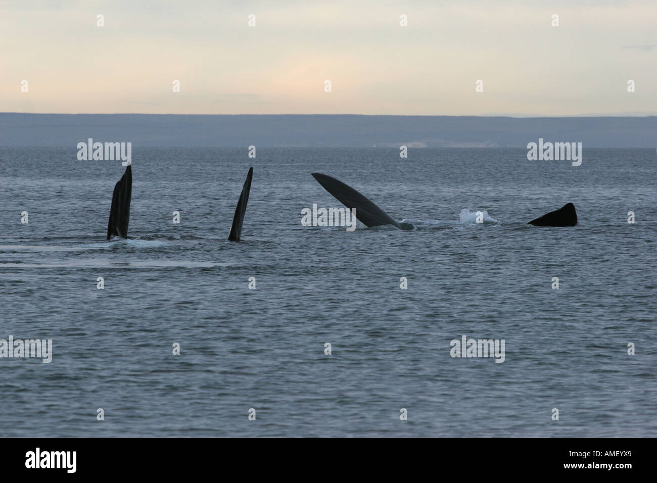 Un paio di balene australi (Eubalaena australis) giocando mostrando loro le pinne in Playa El Doradillo nella Peninsula de Valdez, Chubut Foto Stock