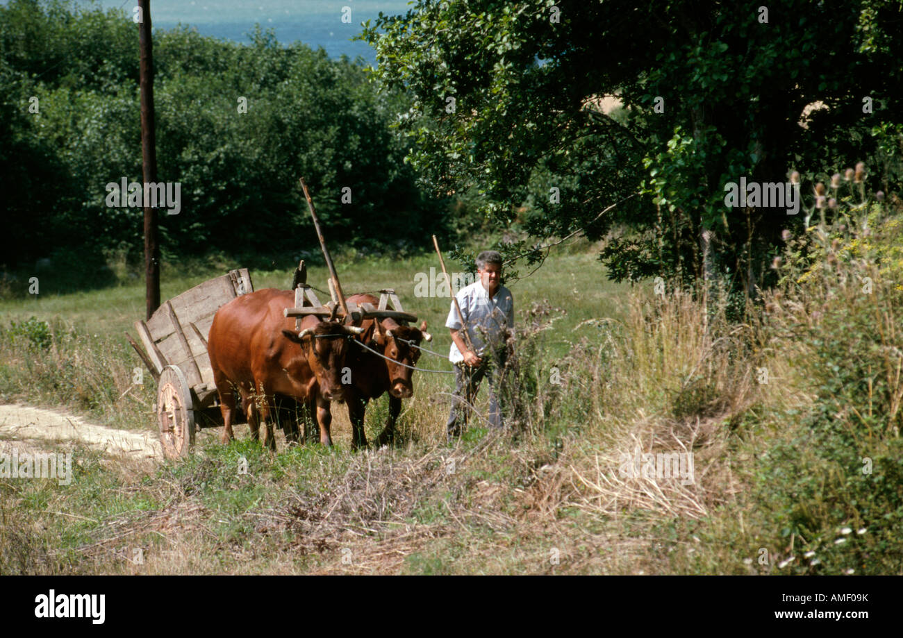 Contadino con galiziana tradizionale carro trainato da mucche tra LAX e Ponteceso A Coruna provincia galizia Northen Spagna Foto Stock