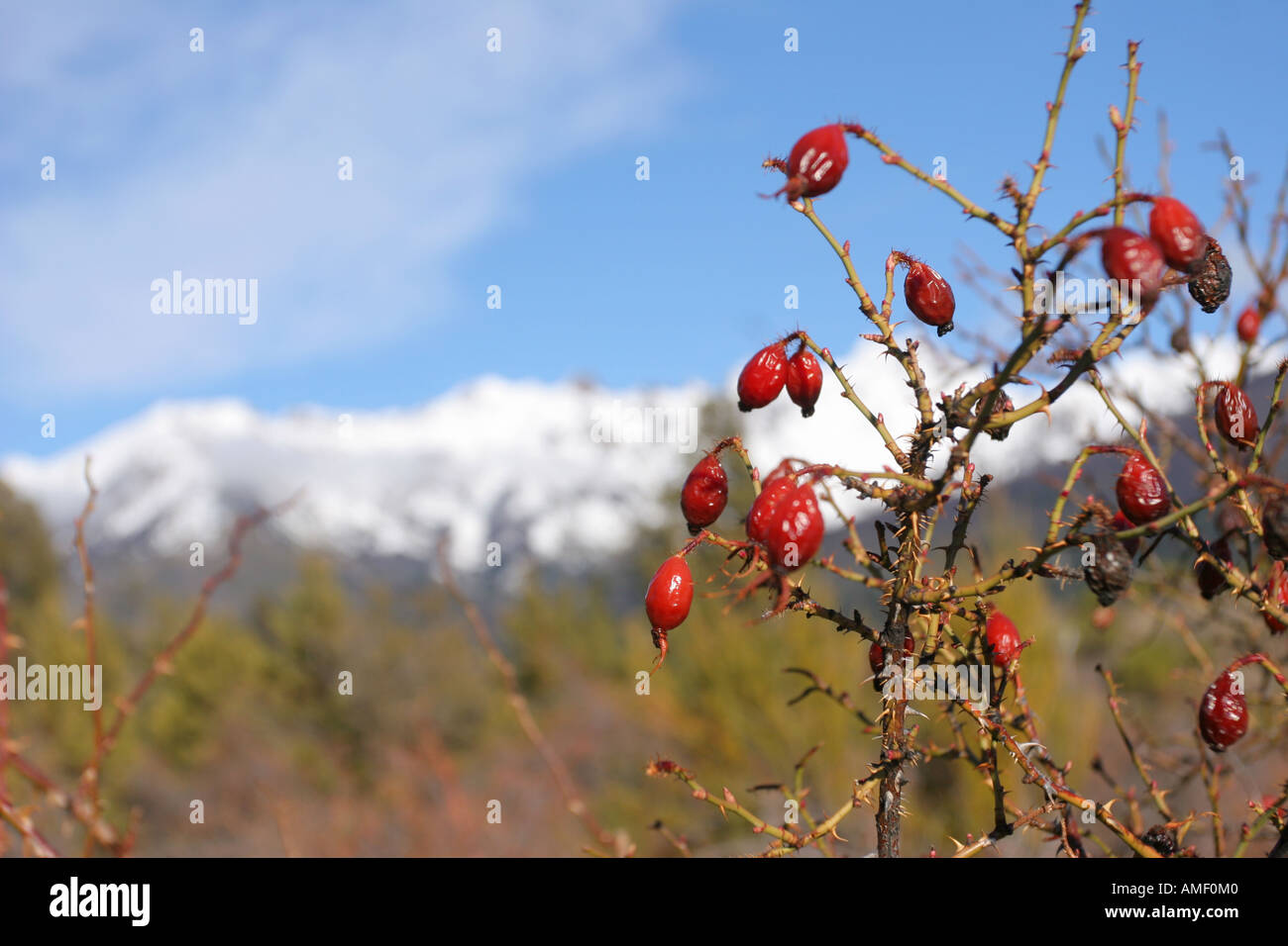 Rosa Mosqueta o rosa anca o Rose Haw o rosa canina o Rosa canina (Rosa Affinis Rubiginosa) Frutti con alcuni blured nevicato mounta Foto Stock