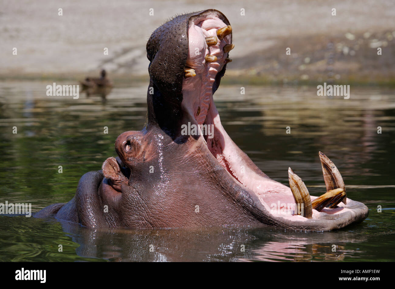 Ippopotamo, ippopotamo anfibia, in corrispondenza allo Zoo di Auckland Auckland North Island, Nuova Zelanda. Foto Stock