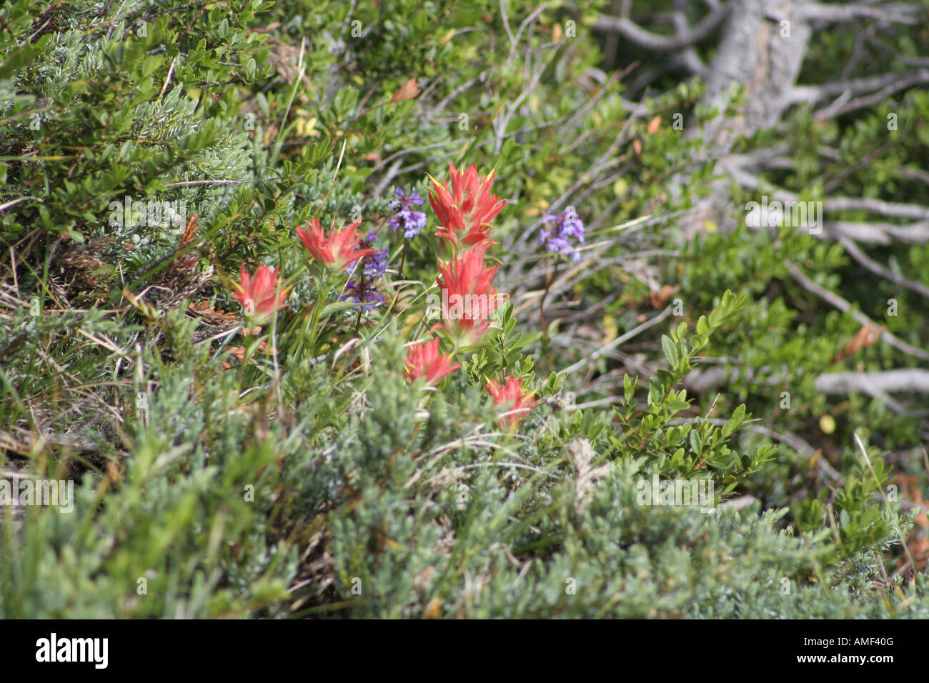 Indian Paintbrush, (Castilleja miniata) Foto Stock