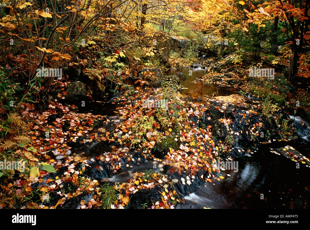 Foglie di autunno nel flusso Perry punto, New Brunswick Canada Foto Stock