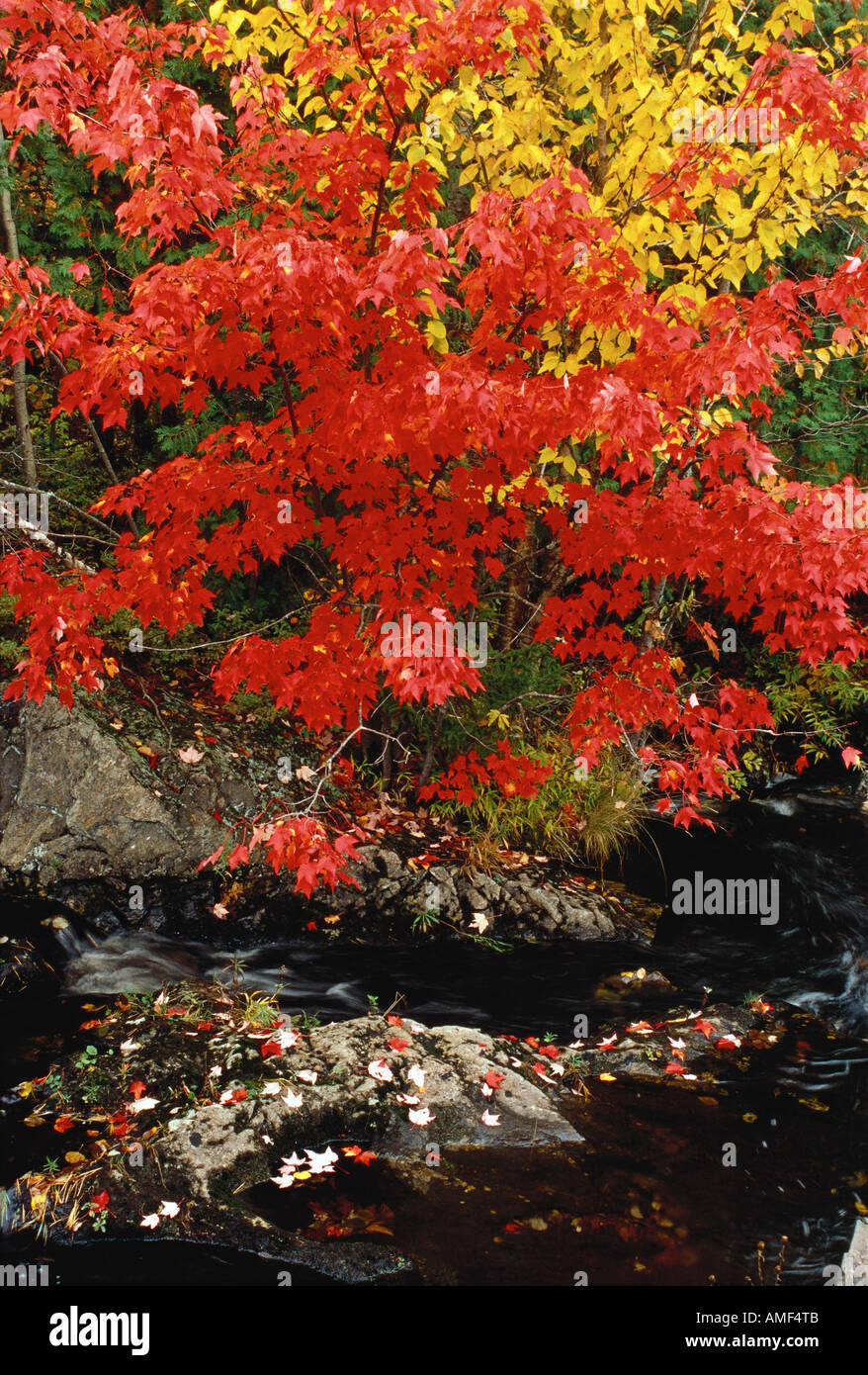 Alberi e flusso in autunno punto Perry, New Brunswick Canada Foto Stock