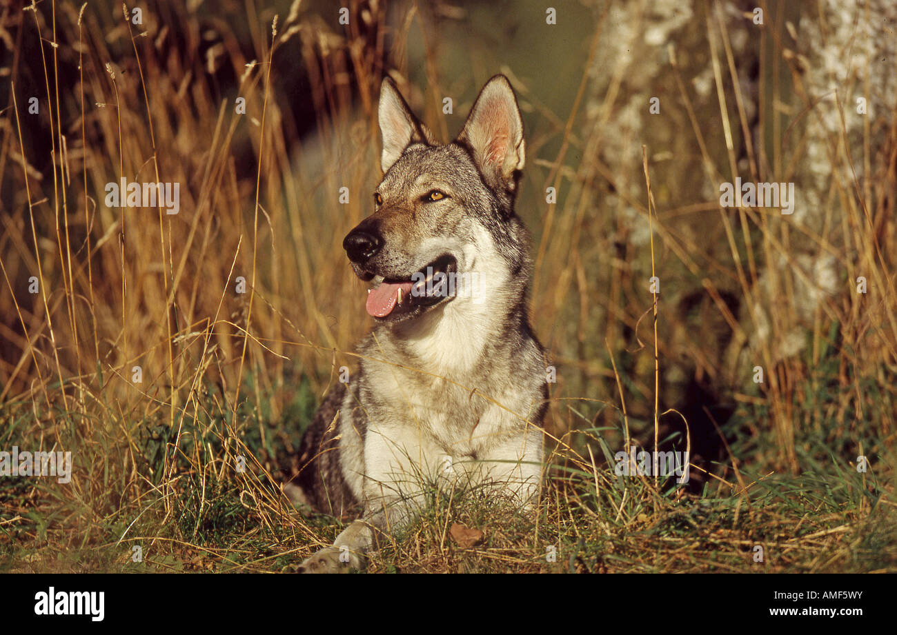 Lupo Cecoslovacco Cane - sdraiato sul prato Foto Stock