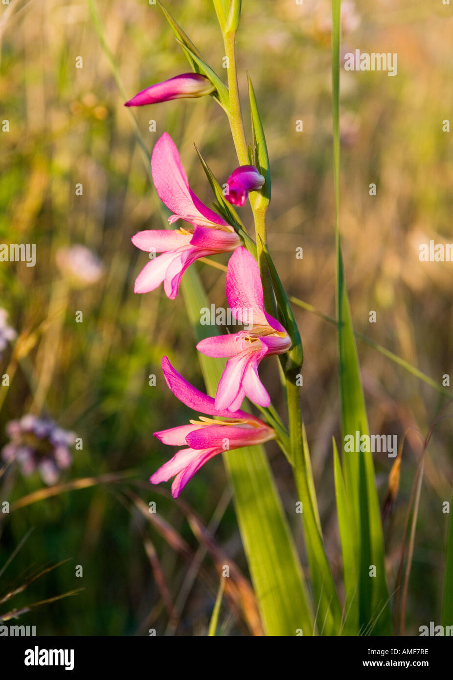 Wild gladiolus, Gladiolus illyricus, impianti di fiori selvaggi sull isola di La Gomera, isole Canarie Foto Stock