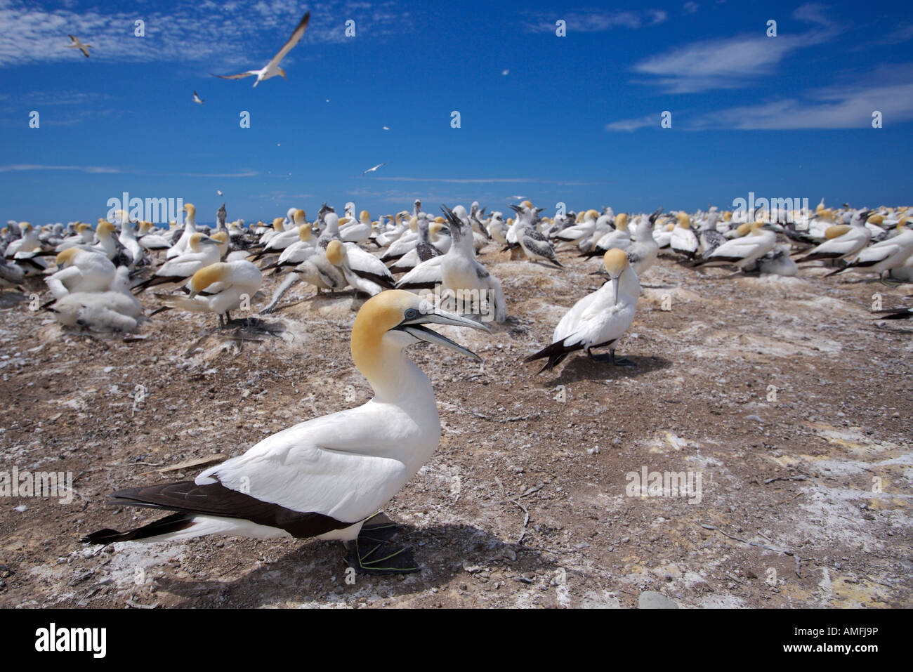 Australasian Sule, Morus serrator, in una colonia di Cape rapitori, Hawkes Bay, Isola del nord, Nuova Zelanda. Foto Stock