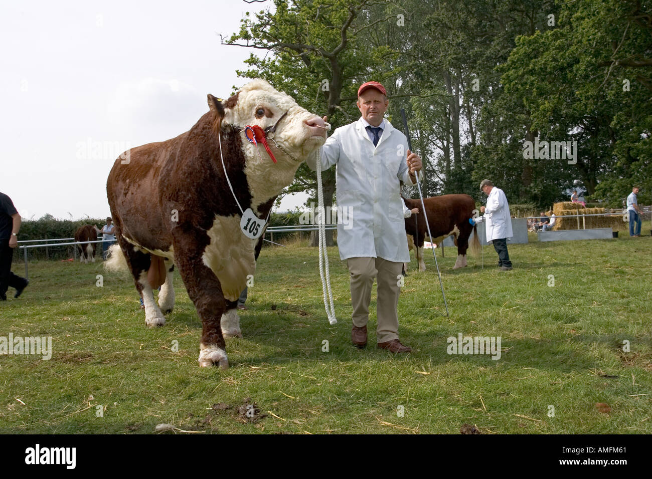 Pluripremiato Hereford bull a Moreton in Marsh spettacolo agricolo Settembre 2005 Costwolds REGNO UNITO Foto Stock