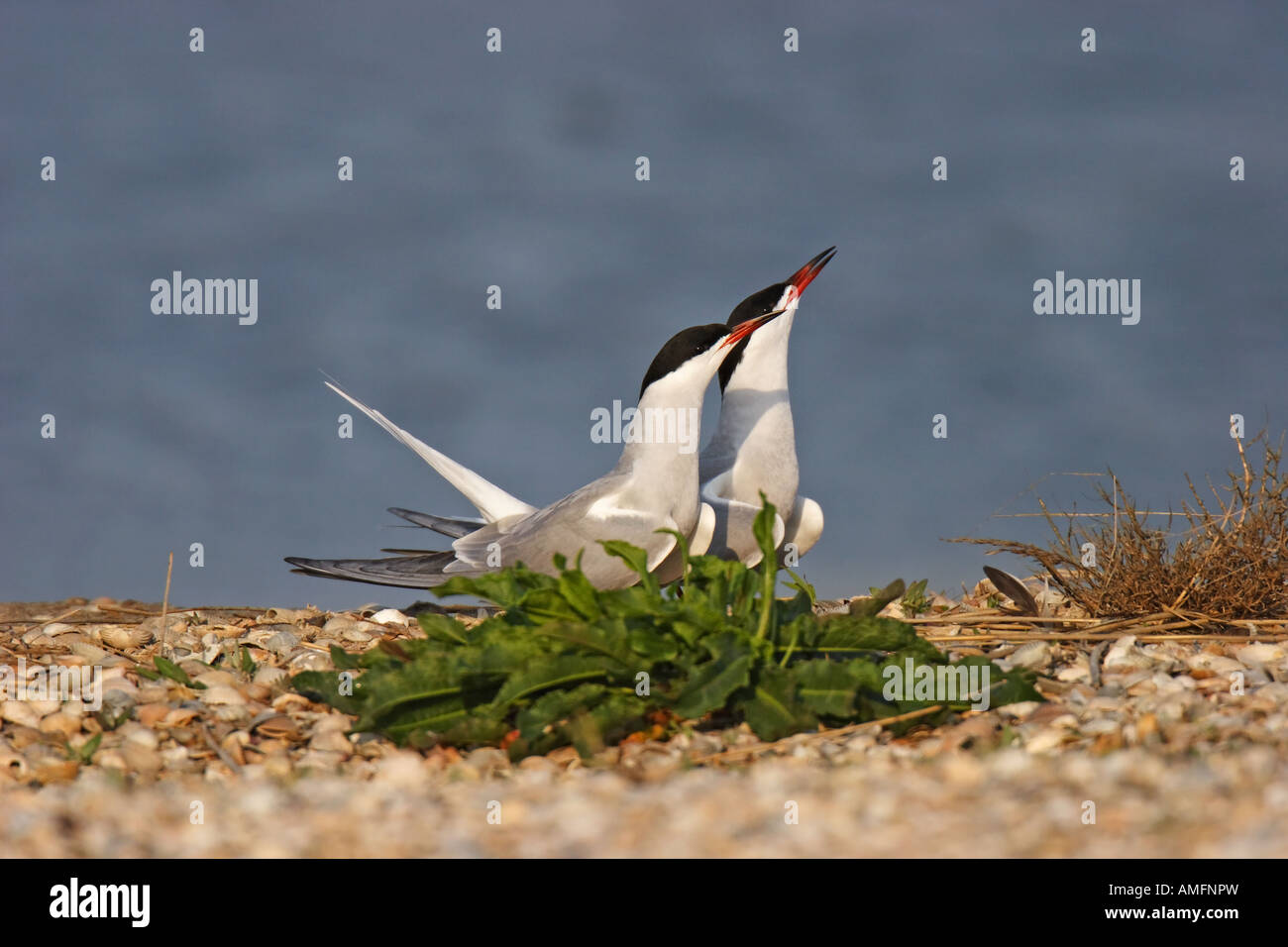 Flußseeschwalbe (Sterna hirundo) Foto Stock