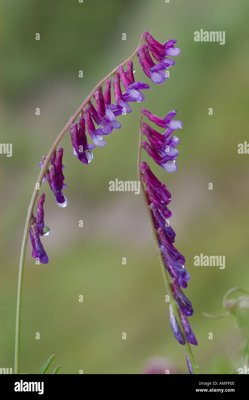 Millefiori viola in fiore nei pressi di INDIAN CAMPEGGIO appena fuori di FORT HUNTER LIGGETT CALIFORNIA Foto Stock