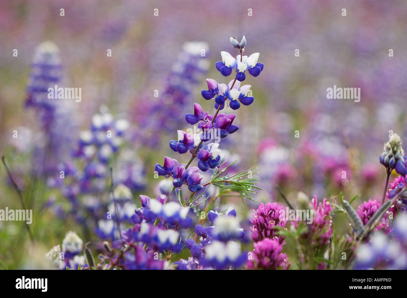 Chiusura del cielo di lupino Lupinus nanus a Indian campeggio vicino a Fort HUNTER LIGGETT CALIFORNIA Foto Stock