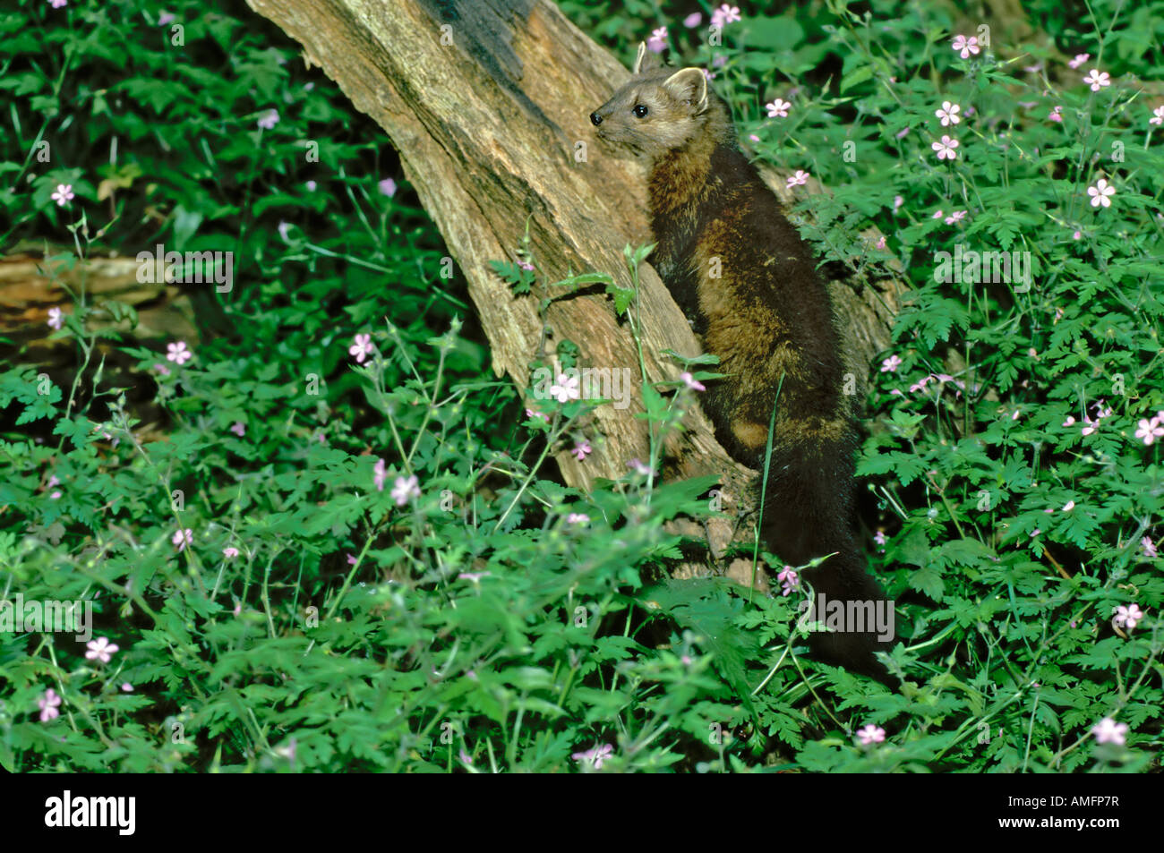American Marten Martes americana Northwest Trek Eatonville Washington Stati Uniti Giugno Mustelidae adulti Foto Stock