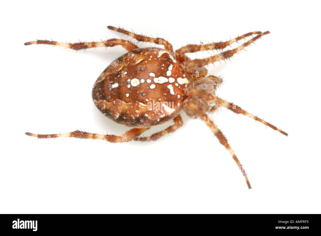 Giardino spider o croce spider Araneus diadematus Foto Stock