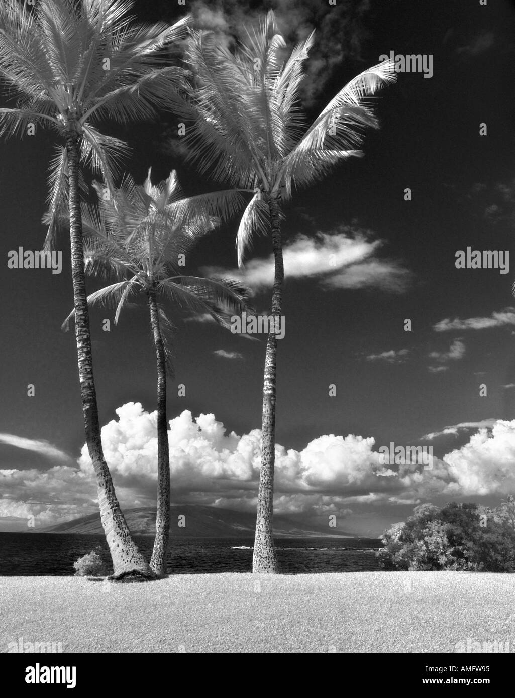 Le palme si affacciano sull'Oceano Pacifico Maui Hawaii Foto Stock
