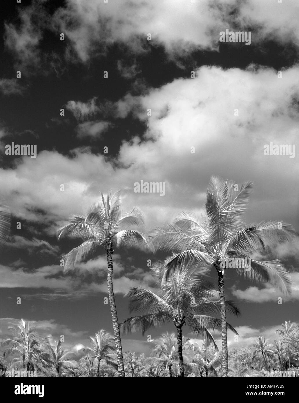 Palme e nuvole Maui Hawaii Foto Stock