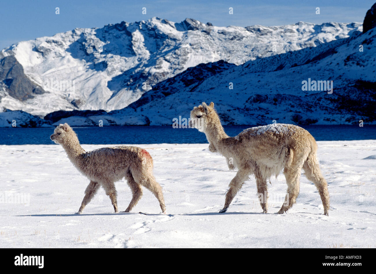 Una coppia di neve spolverata alpaca passare dalla laguna JATUN PUCACOCHA AUZANGATE TREK Ande peruviane Foto Stock