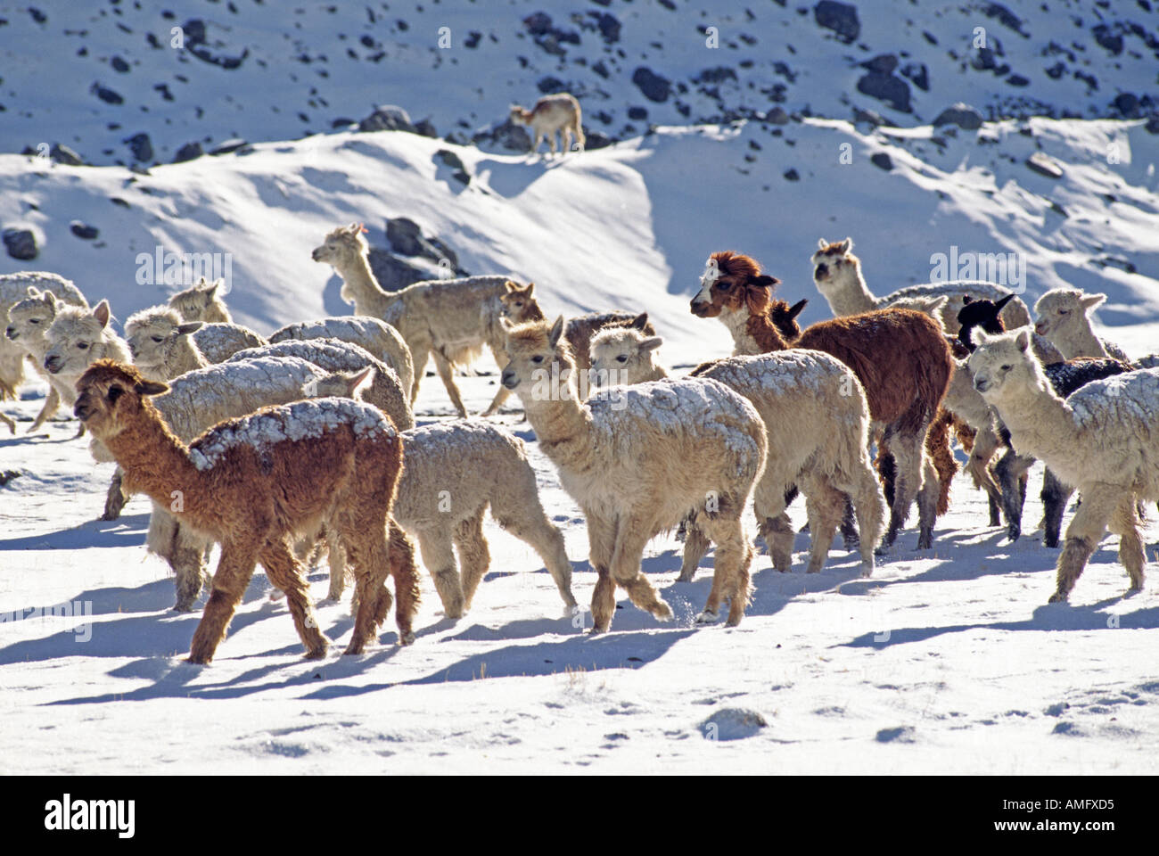 Una mandria di neve spolverata alpaca cercare cibo su AUZANGATE S A sud-ovest di spalla Ande peruviane Foto Stock