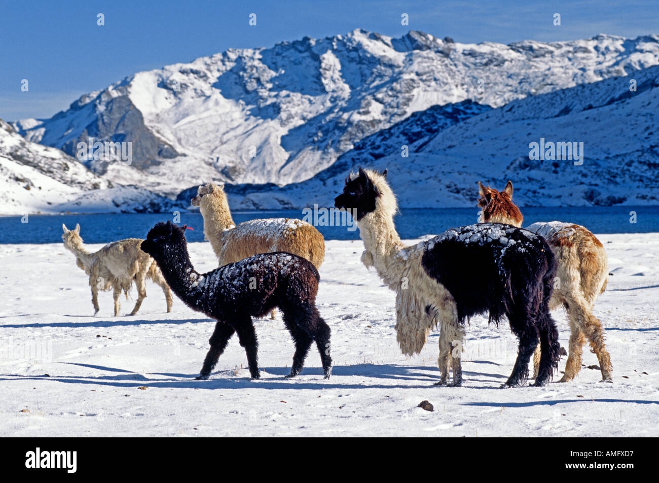 Una mandria di neve spolverata alpaca passare dalla laguna JATUN PUCACOCHA AUZANGATE TREK Ande peruviane Foto Stock