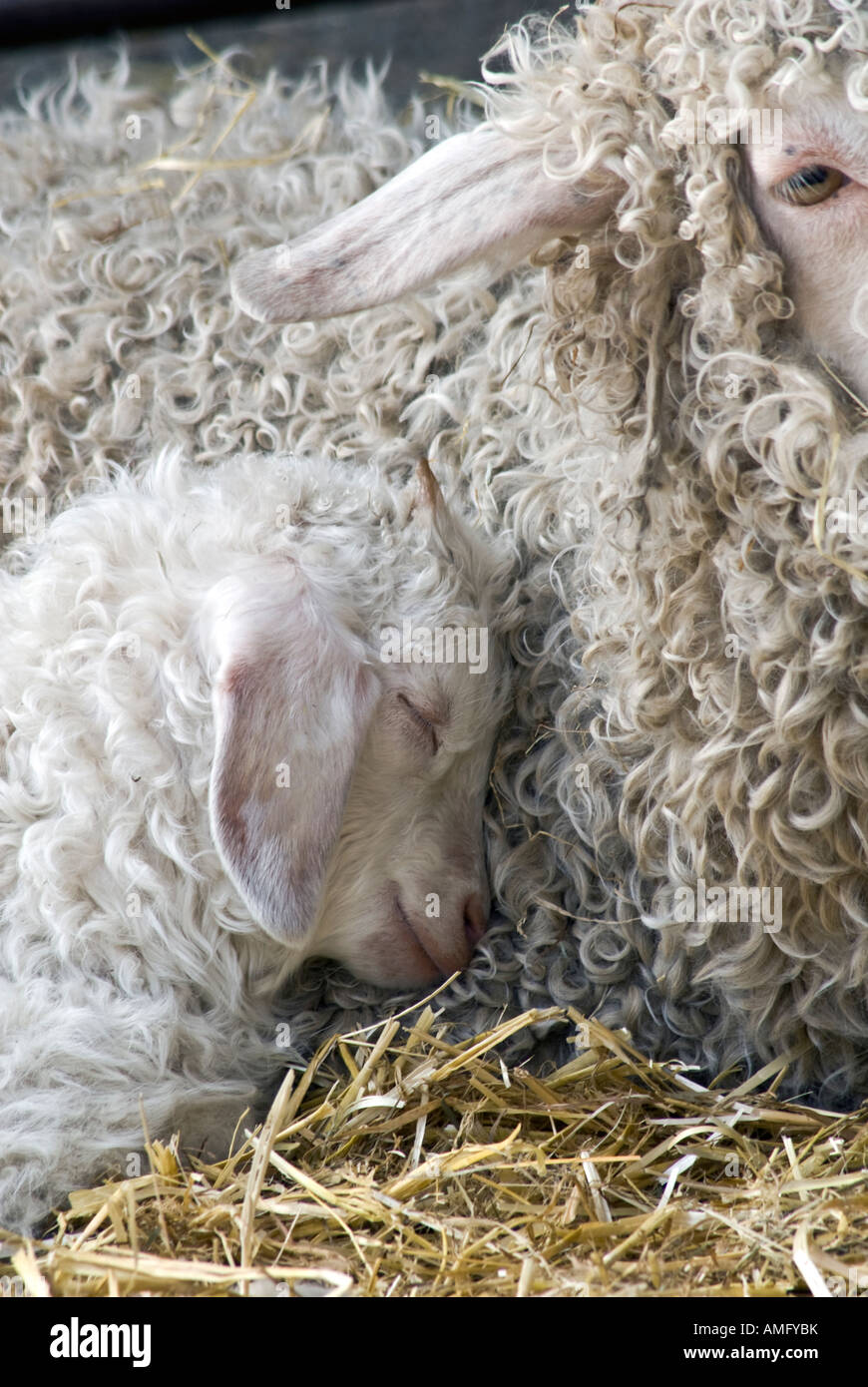 Due capre angora madre bambino Foto Stock
