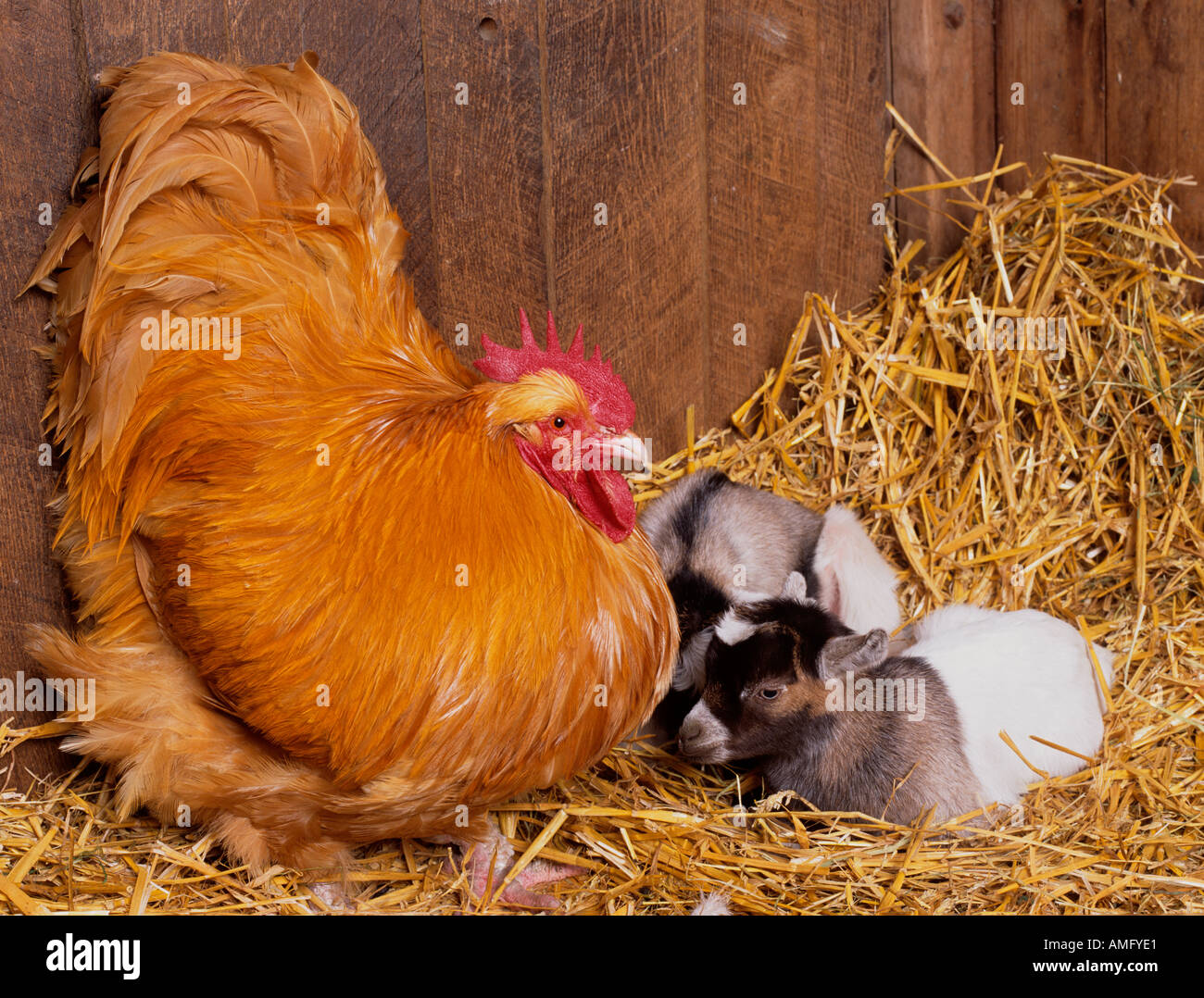Buff Orpington galletto e capretti Foto Stock