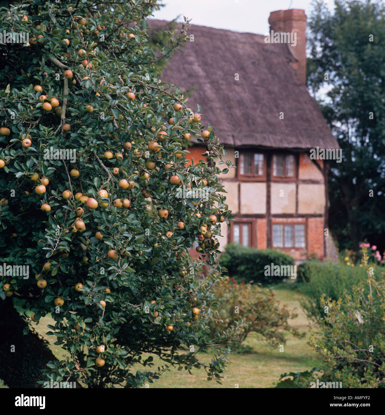 Cottage Nether Winchendon Bucks mele mature Foto Stock
