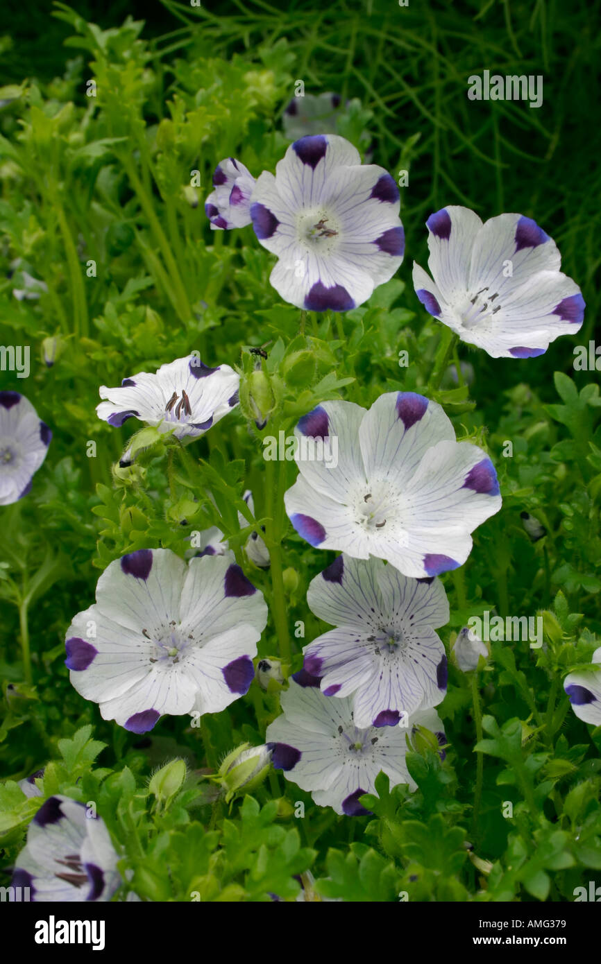 Fiori di fioritura estiva pianta annuale Nemophila maculata cinque Spot Foto Stock