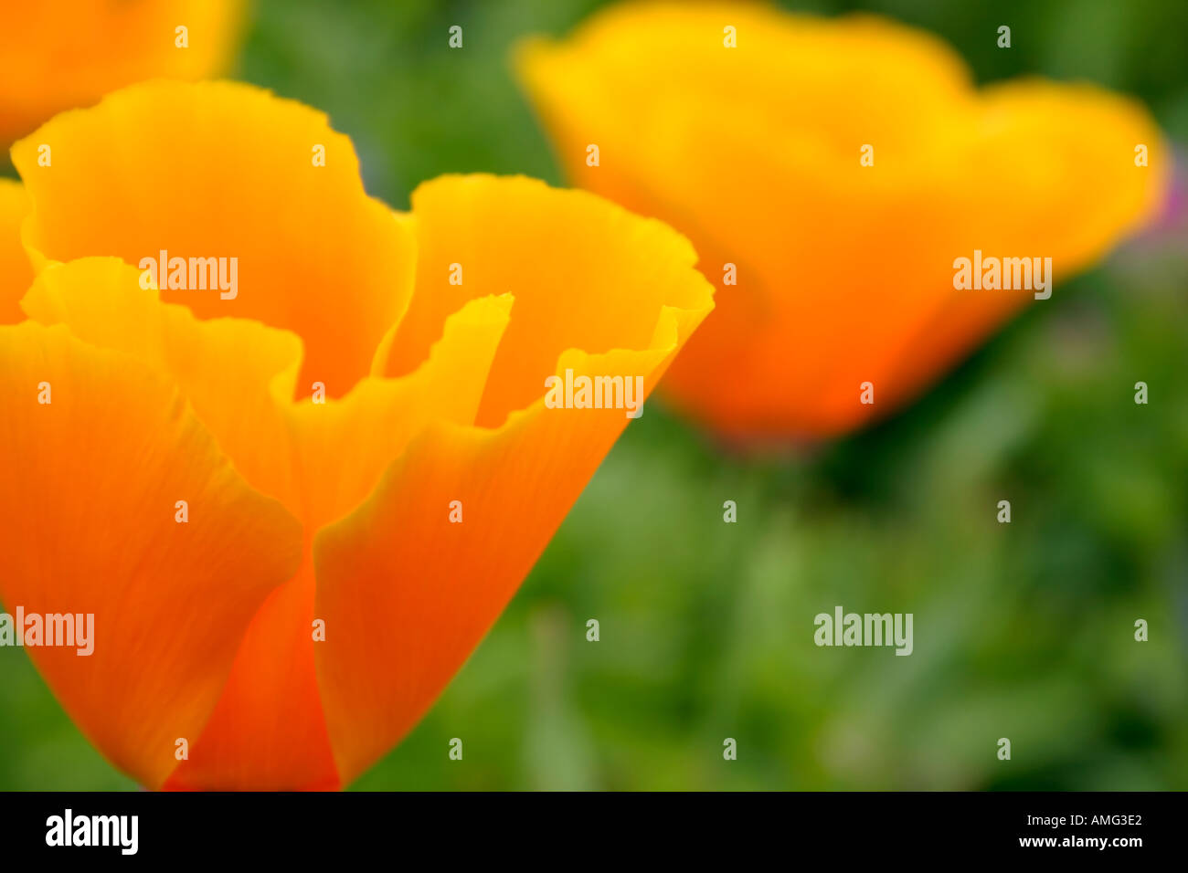 Fiori di arancio Papavero californiano o missione Eschscholzia campane annuale pianta da giardino Foto Stock