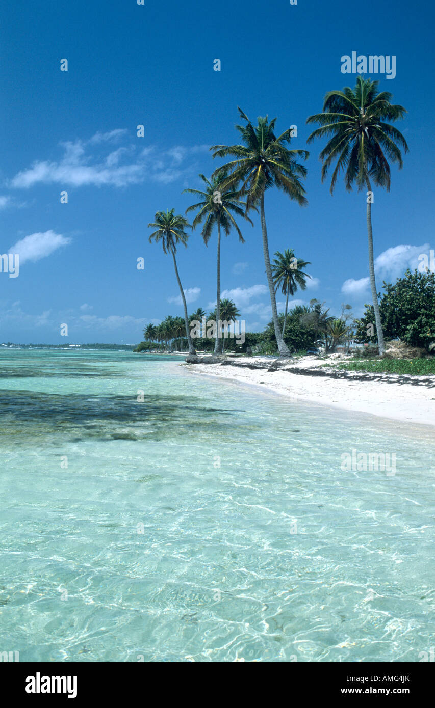 La Guadalupa, St François, spiaggia ad alberi di palma Foto Stock
