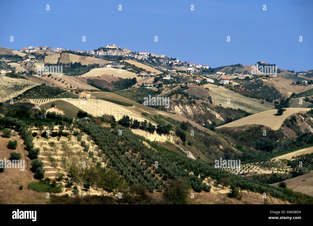 Tipico patchwork ondulata campagna delle Marche ,Marche,Italia Foto Stock