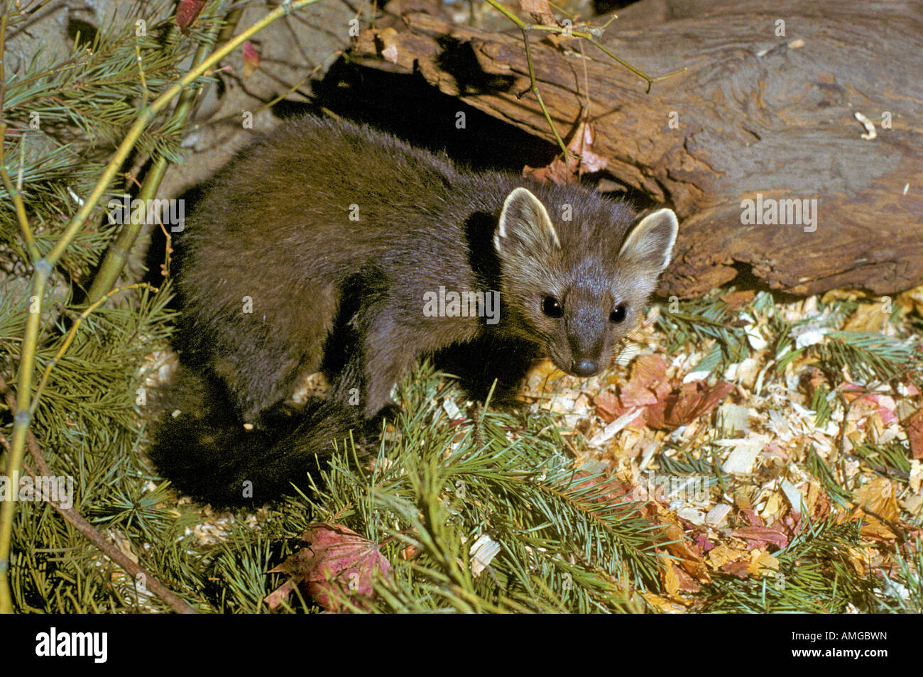 American Marten Martes americana Northwest Trek Eatonville Washington Stati Uniti Giugno Mustelidae adulti Foto Stock