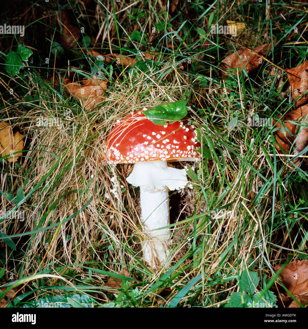 Champignon Amanite mar mouches amanita muscaria non commestibili Mycobiota Eukaryota funghi Eumycota Basidiomycotina Hymenomycetes Foto Stock