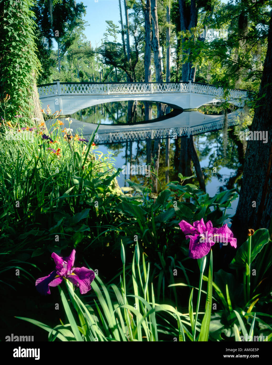 Viola Lillies Magnolia Plantation Gardens, Charleston, Carolina del Sud, storico sito aperto al pubblico è stato il Drayton famiglia sin dal 1670. Foto Stock