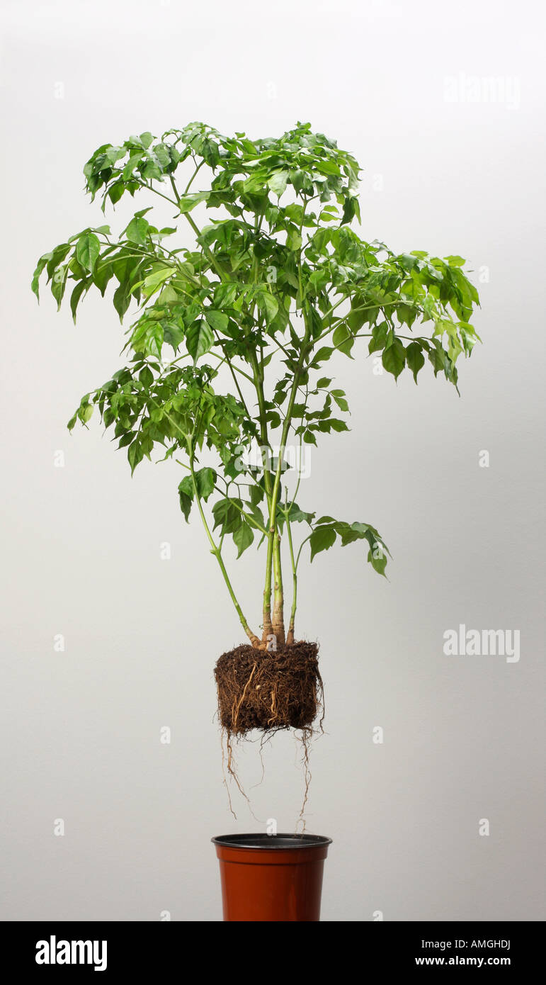 Green houseplant fuoriesca dal suo vaso congelati a metà in aria Foto Stock