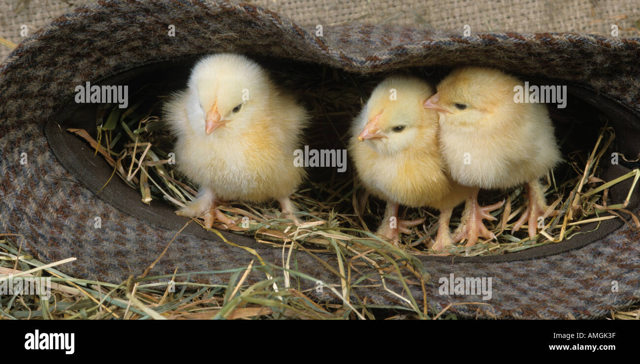 I pulcini di un giorno 3 in un Tweed Hat Foto Stock
