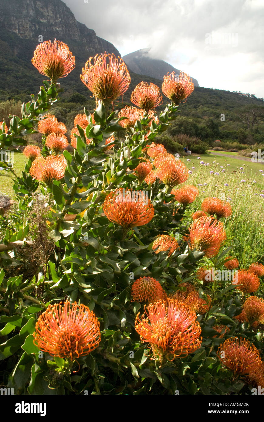 Kirstenbosch National Botanical Garden puntaspilli proteas con Castle Rock in background Foto Stock