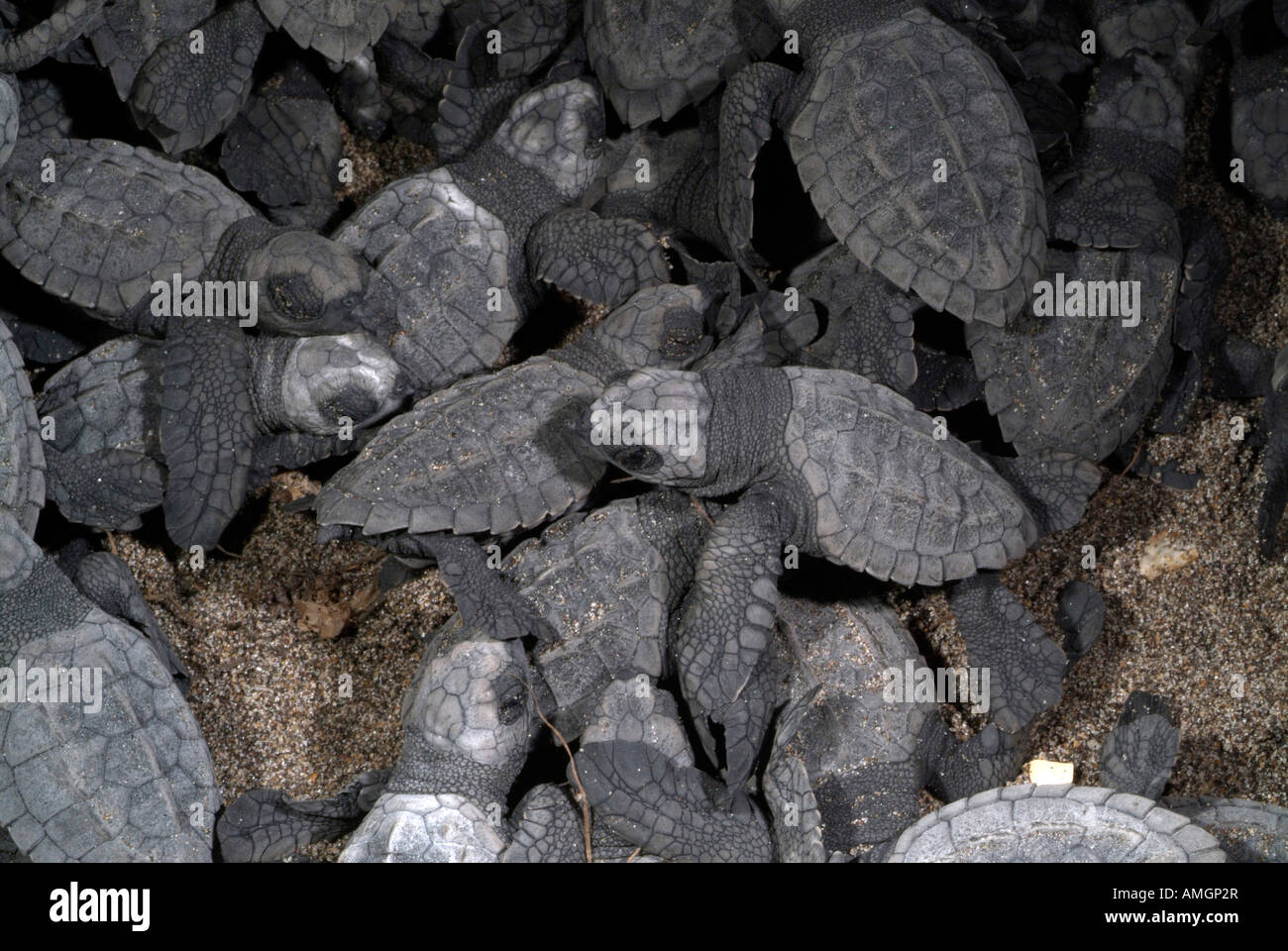 Messico, Chiapas, Boca del Cielo Turtle Research Station, Hatchling Olive Ridley tartarughe di mare Foto Stock