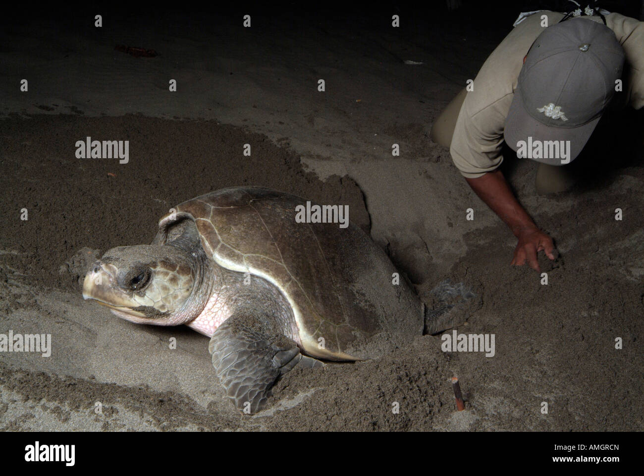 Messico, Chiapas, Puerto Arista Turtle Research Station, biologi scavare Olive Ridley sea turtle nidi Foto Stock