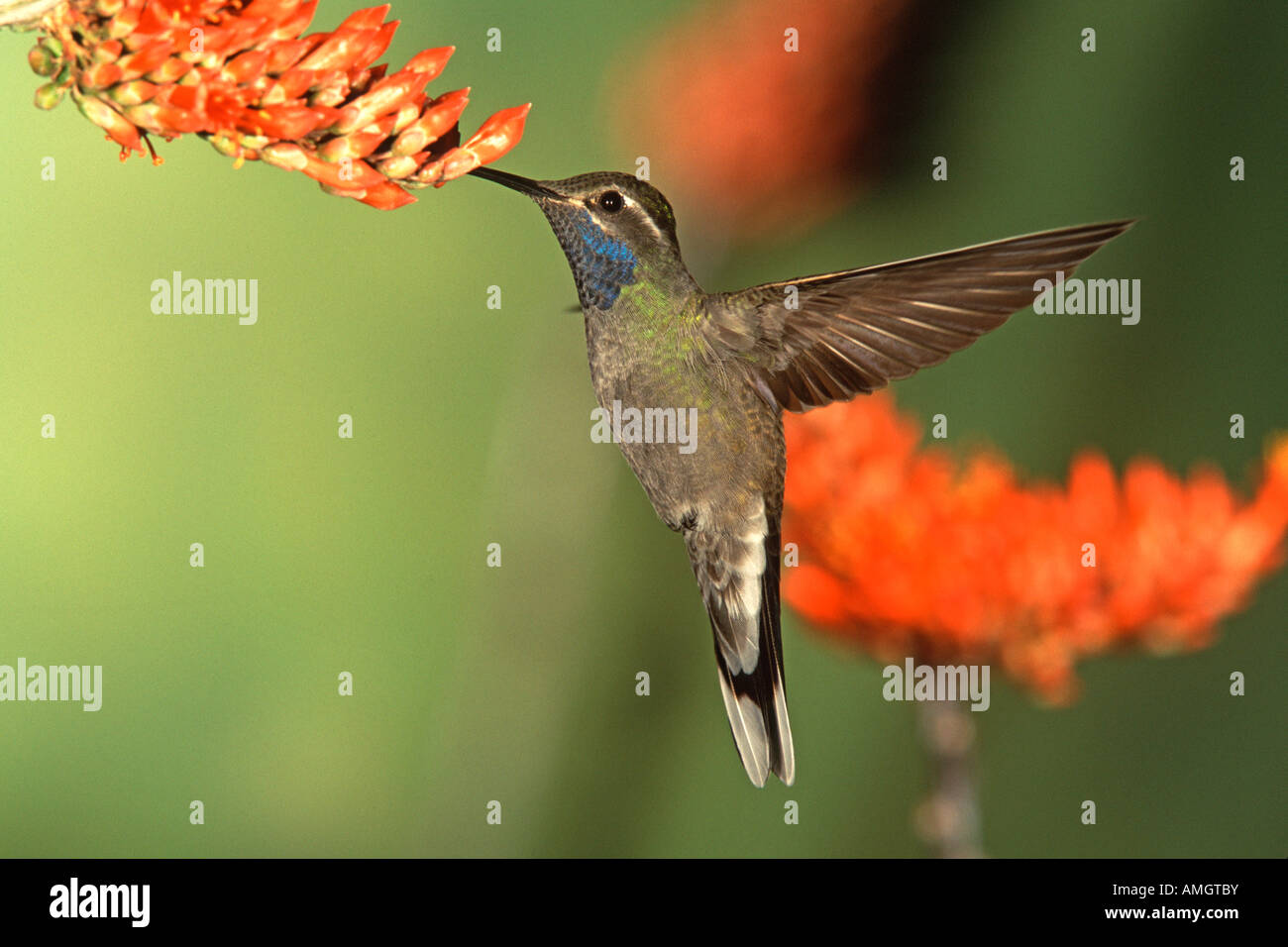 Blue throated Hummingbird getting il nettare dai fiori Ocotilla Foto Stock