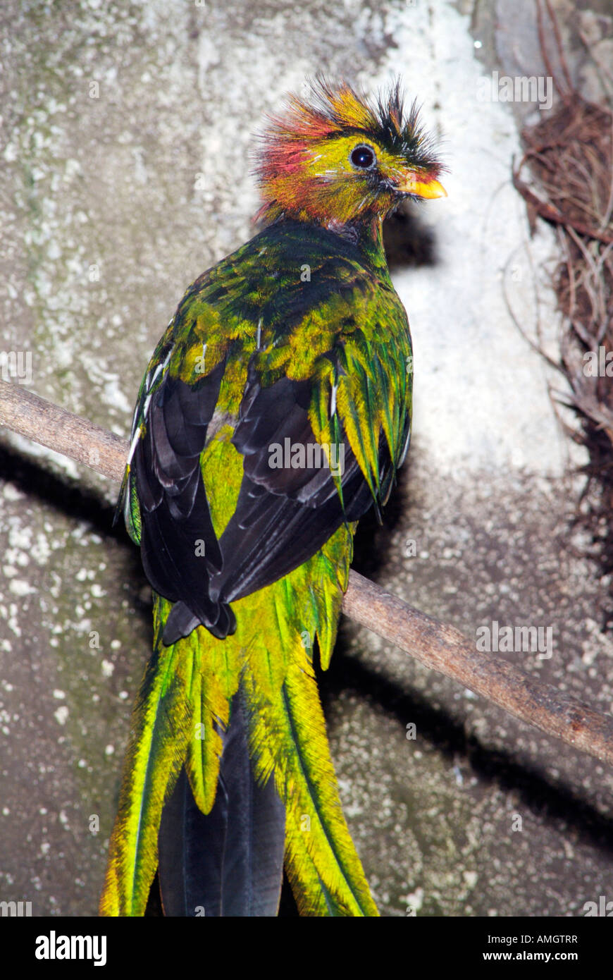 Risplendente Quetzal abita ad alta altitudine cloud foreste dal Messico meridionale a Panama Foto Stock