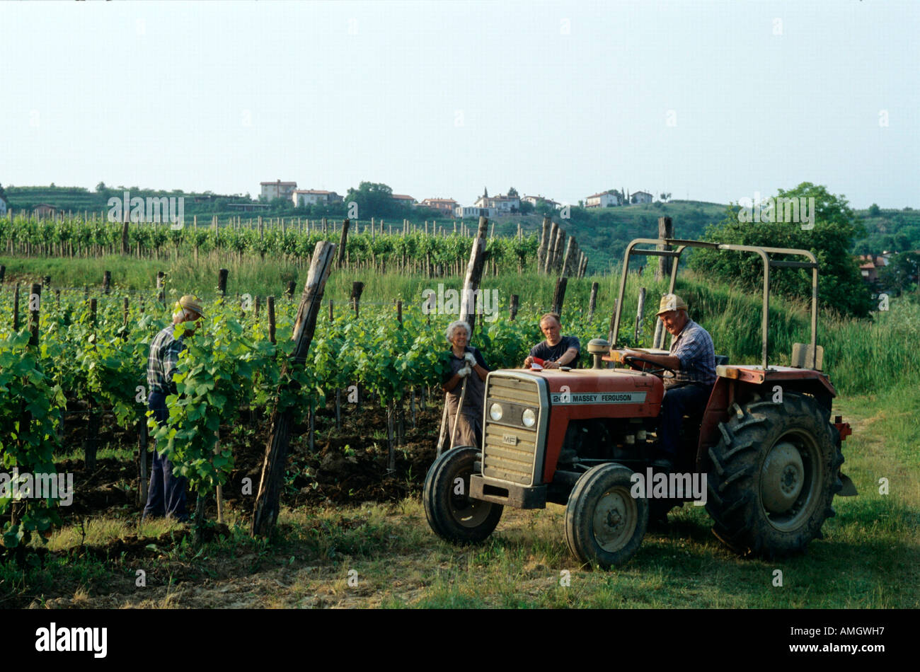 Italien, Veneto, Julisch Veneto, Friuli, Friuli, Collio, Weinanbaugebiet bei San Floriano Foto Stock