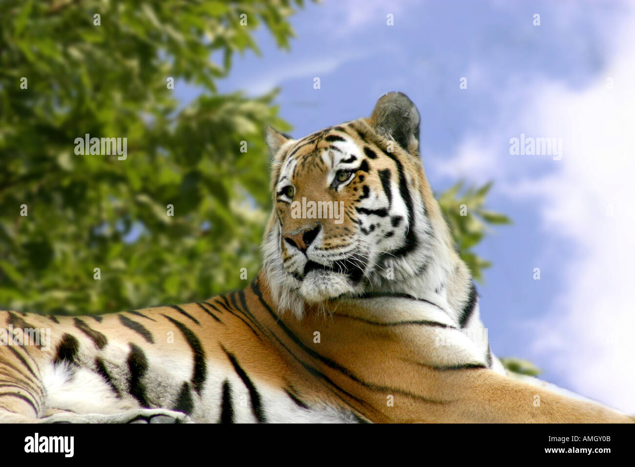 Impressionante Tiger guardando sopra la spalla Foto Stock