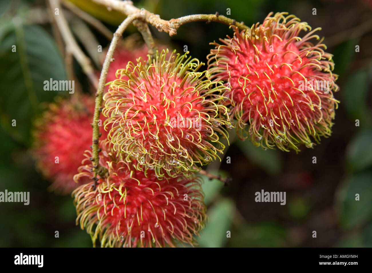 La maturazione di frutta Rambutan sul ramo. Foto Stock