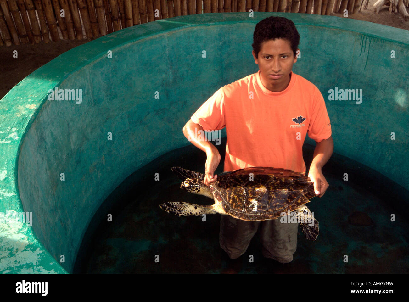 Messico, Chiapas, Boca del Cielo Turtle Research Station, lavoratori di conservazione tenere in bianco e nero e Hawksbill tartarughe in una penna Foto Stock