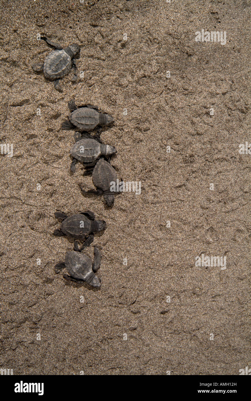 Messico, Chiapas, Boca del Cielo Turtle Research Station, Olive Ridley sea turtle neonati vengono rilasciati al tramonto, torna al mare Foto Stock