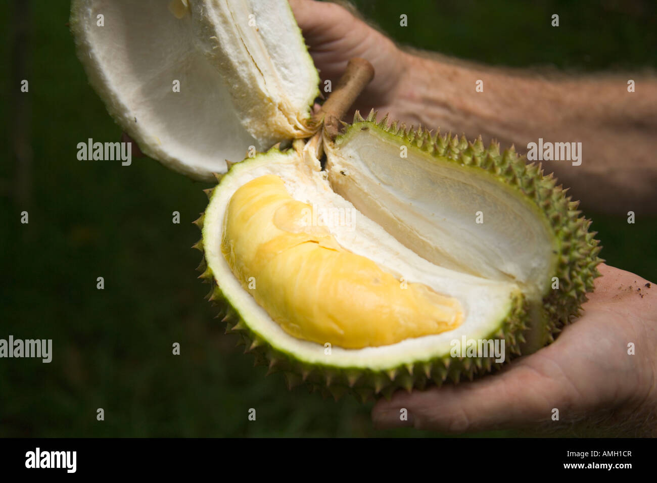 Visualizzazione mano dimezzato frutta Durian. Foto Stock