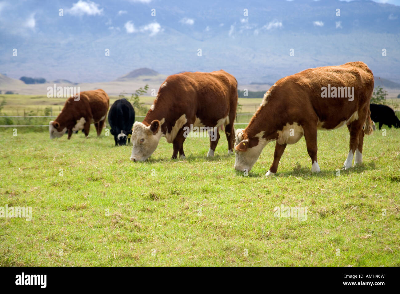Carni bovine il pascolo di bestiame in pascolo verde. Foto Stock